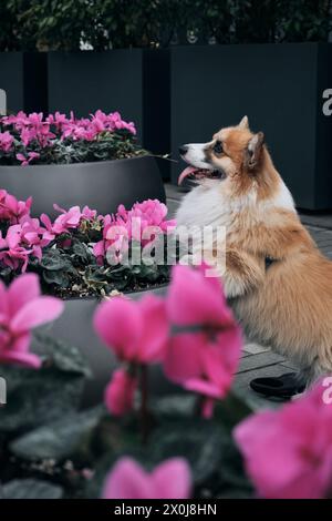 L'affascinante rosso e soffice corgi gallese Pembroke sembra una volpe. Un cane felice di razza pura posa vicino ai fiori primaverili rosa in città Foto Stock