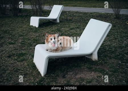 L'affascinante rosso e soffice corgi gallese Pembroke è come una volpe. Un cane felice di razza pura è sdraiato su un lettino nel parco e si gode la vita Foto Stock