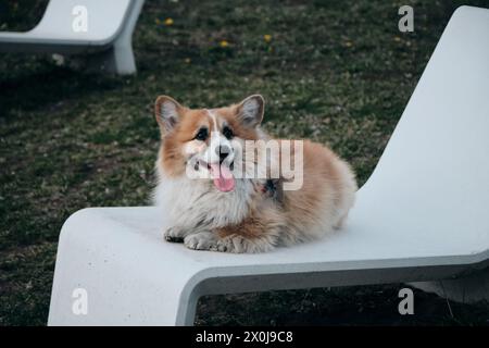 L'affascinante rosso e soffice corgi gallese Pembroke è come una volpe. Un cane felice di razza pura è sdraiato su un lettino nel parco e si gode la vita Foto Stock