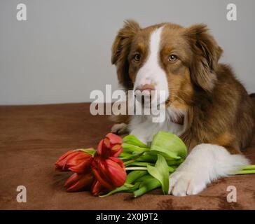 Un affascinante pastore australiano si trova a casa su una coperta marrone con un bouquet di fiori rossi primaverili. Cane con tulipani augura buon compleanno, donna da Foto Stock