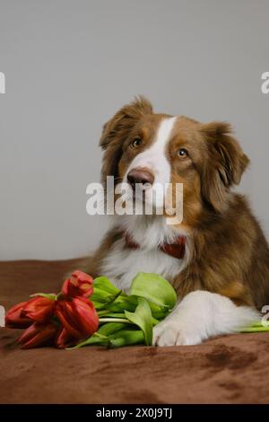 Un affascinante pastore australiano si trova a casa su una coperta marrone con un bouquet di fiori rossi primaverili. Cane con tulipani augura buon compleanno, donna da Foto Stock