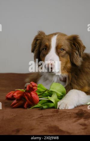 Un affascinante pastore australiano si trova a casa su una coperta marrone con un bouquet di fiori rossi primaverili. Cane con tulipani augura buon compleanno, donna da Foto Stock