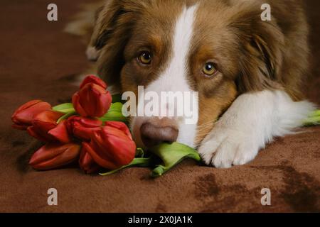 Un affascinante pastore australiano si trova a casa su una coperta marrone con un bouquet di fiori rossi primaverili. Cane con tulipani augura buon compleanno, donna da Foto Stock