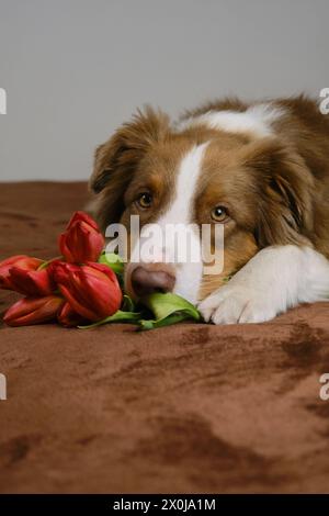 Un affascinante pastore australiano si trova a casa su una coperta marrone con un bouquet di fiori rossi primaverili. Cane con tulipani augura buon compleanno, donna da Foto Stock