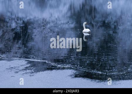 Cigno su un lago, alberi innevati si riflettono nell'acqua, nell'umore invernale, in Germania Foto Stock