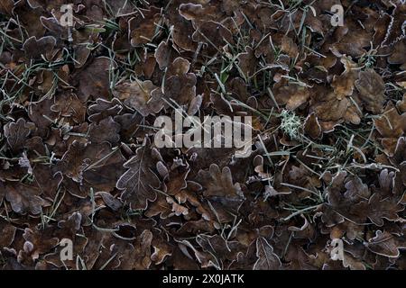 Foglie di quercia ricoperte di rovere adagiate sul fondo della foresta, vista dall'alto, Germania Foto Stock