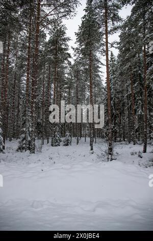 Splendido paesaggio invernale innevato, pini e abeti innevati, paesaggio freddo in Svezia Foto Stock