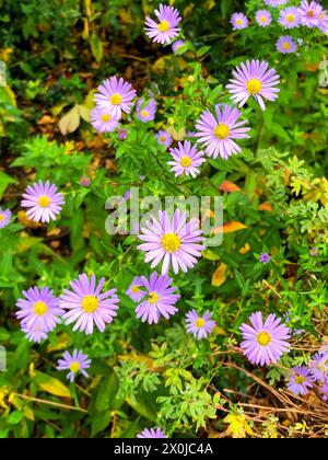 Fiori da giardino, Giardino, Asters, Amburgo, Germania del Nord, Germania Foto Stock