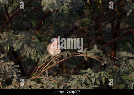 colomba ridendo su un ramo d'albero Foto Stock