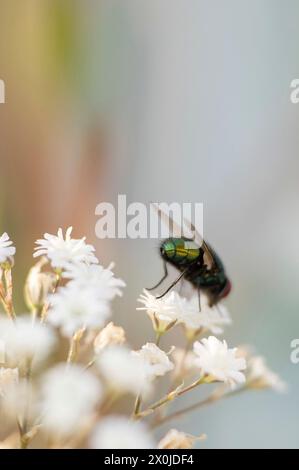 Vola da dietro su gypsophila Foto Stock