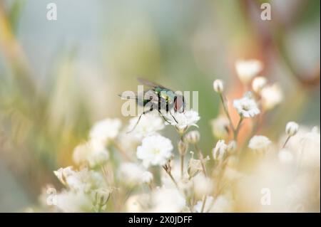 Vola su gypsophila Foto Stock