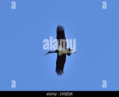 Cicogna nera - Ciconia nigra in volo vicino a Marchegg, Austria Foto Stock