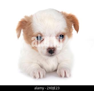 Poco chihuahua davanti a uno sfondo bianco Foto Stock
