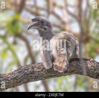 Un Hornbill grigio che si agguerica su un albero Foto Stock