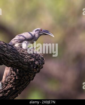 Un Hornbill grigio che riposa su un albero Foto Stock