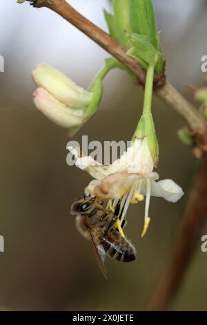 Api mellifere (Apis mellifera) nel mese di febbraio, sul fiore di una fragrante caprifoglio (Lonicera x purpusii) Foto Stock