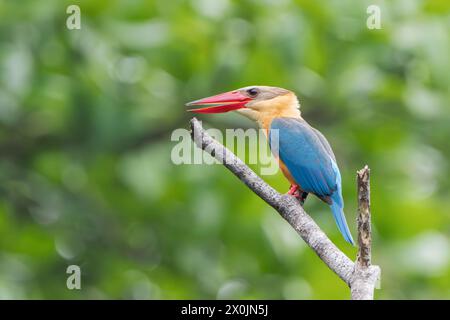 kingfisher con becco a cicogna, Pelargopsis capensis, maschio adulto singolo appollaiato sulla filiale, Singapore Foto Stock