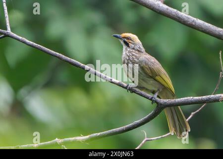 Bulbul con testa di paglia, Pycnonotus zeylanicus, adulto singolo arroccato sulla filiale, Singapore Foto Stock