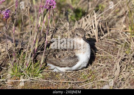 Stint adulto di Temminck seduto tra i fiori Foto Stock