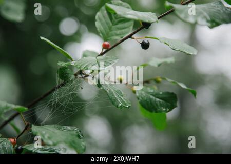 Cammina in agosto con la nebbia nella foresta di Teutoburgo (Peter auf's Berge) Foto Stock