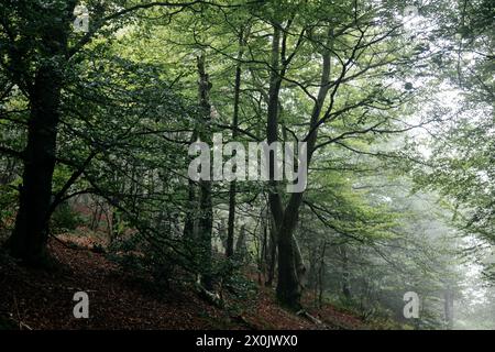 Cammina in agosto con la nebbia nella foresta di Teutoburgo (Peter auf's Berge) Foto Stock