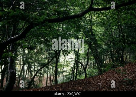 Cammina in agosto con la nebbia nella foresta di Teutoburgo (Peter auf's Berge) Foto Stock