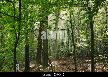 Cammina in agosto con la nebbia nella foresta di Teutoburgo (Peter auf's Berge) Foto Stock