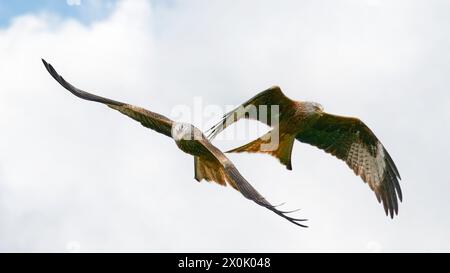 Red Kites in volo Foto Stock