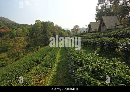 Piante di tè, germogli di foglie di tè, germogli di tè giovani nel campo delle piantagioni di tè. Foglie di tè verde Foto Stock