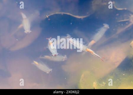 Gamberetti fati (Chirocephalus diaphanus) in una pozzanghera nell'Hampshire, Inghilterra, Regno Unito, durante aprile o primavera Foto Stock