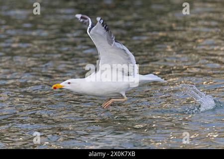 Un gabbiano adulto con dorso nero (Larus marinus) in volo. Foto Stock