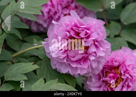 Nancy, Francia - concentrati su un fiore rosa di peonia in un giardino botanico di Nancy. Foto Stock