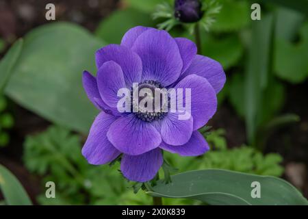 Nancy, Francia - concentrati su un fiore viola di coronaria Anemone in un giardino botanico di Nancy. Foto Stock