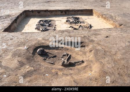 Ossa di bestiame di 5000 anni e scheletro umano, sito archeologico di scavo, Magdeburgo, Sassonia-Anhalt, Germania Foto Stock