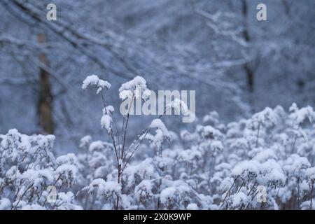 Teste di semi ricoperte di neve della canna d'oro canadese (Solidago canadensis), Germania Foto Stock