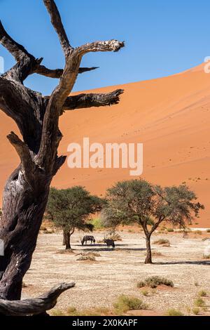 Antilopi Oryx (Oryx gazella) a Deadvlei nel Parco Nazionale Namib-Naukluft, Namibia Foto Stock