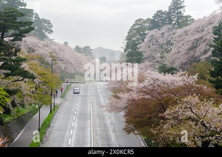 Una strada con alberi su entrambi i lati e un'auto che la percorre. Gli alberi sono in fiore e il cielo è nuvoloso Foto Stock