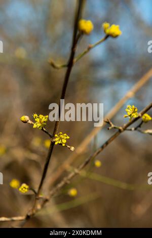 Primavera, fiori, germogli giovani, ciliegie corneliane Foto Stock