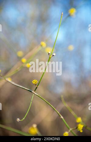 Primavera, fiori, germogli giovani, ciliegie corneliane Foto Stock