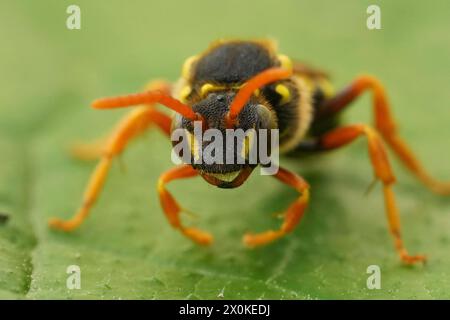 Primo piano facciale estremo su un'ape nomade solitaria di Gooden, Nomada goodeniana su una foglia verde Foto Stock