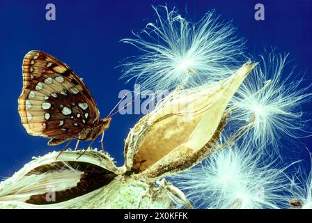 Una farfalla della grande Fritillaria spangled poggia su un baccello di semi di alghe latte con semi soffici pronti a volare nel cielo blu. Missouri, Stati Uniti Foto Stock