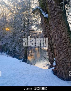 Europa, Germania, Assia, Assia centrale, Parco naturale Lahn-Dill-Bergland, Lahnau, atmosfera invernale nella riserva naturale di Lahnaue tra Heuchelheim e Waldgirmes, albero sulle rive del Lahn Foto Stock