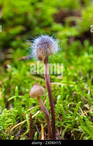 Elminti (Mycena) infestati dalla muffa del cofano (Spinellus fusiger) nel muschio Foto Stock