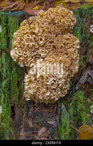 Fungo di cavolfiore (Sparassis crispa) Foto Stock