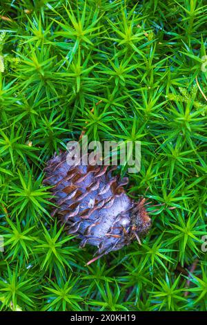 Coni di larice su muschio, foresta ancora vita Foto Stock