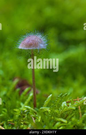 Elminti (Mycena) infestati dalla muffa del cofano (Spinellus fusiger) nel muschio Foto Stock