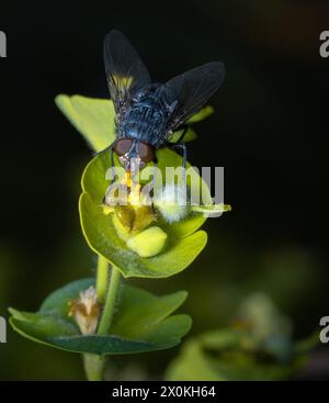 Un insetto impollinatore, una mosca, poggia su una foglia verde in macrofotografia Foto Stock