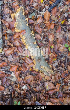 Staffa arcobaleno (Trametes versicolor) su legno morto Foto Stock