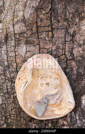 Pietra a forma di cuore in conchiglia di cozze, flotsam e jetsam, natura morta Foto Stock