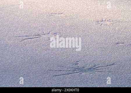 Crepe a forma di stella nel ghiaccio e cristalli di ghiaccio sottili su un lago ghiacciato, luce serale, Germania Foto Stock